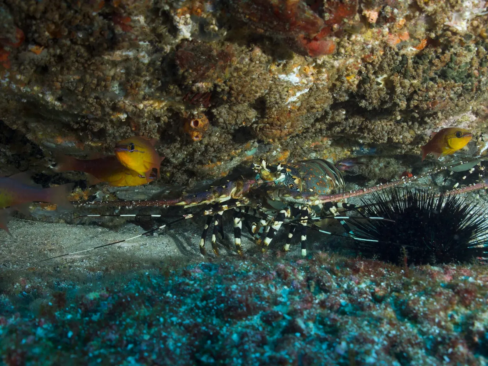 Мозамбик, январь 2024