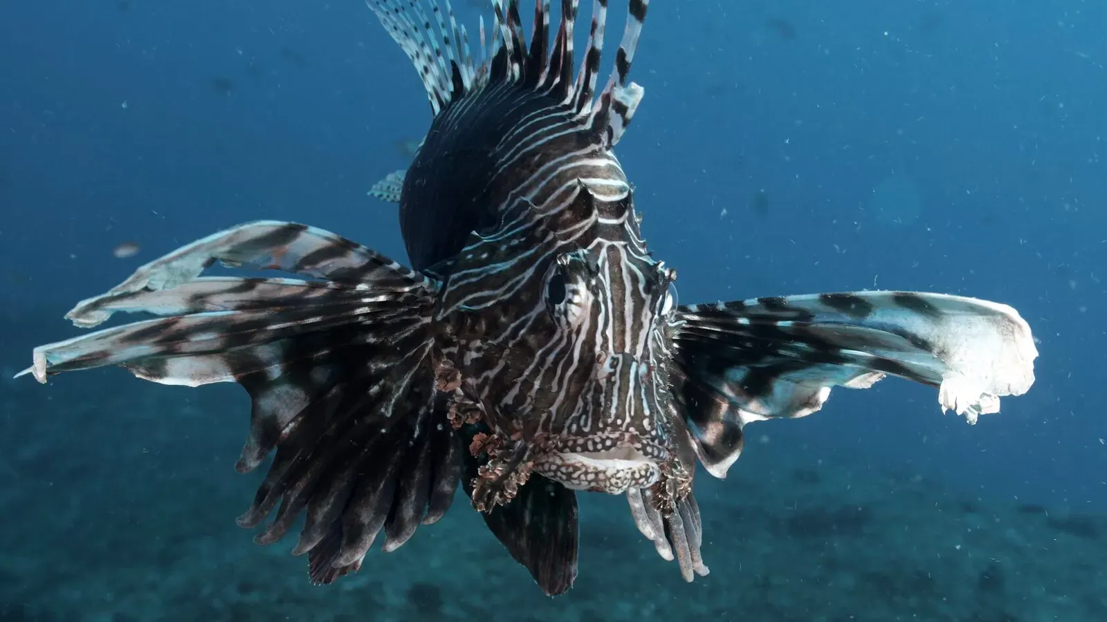 Мозамбик, январь 2024