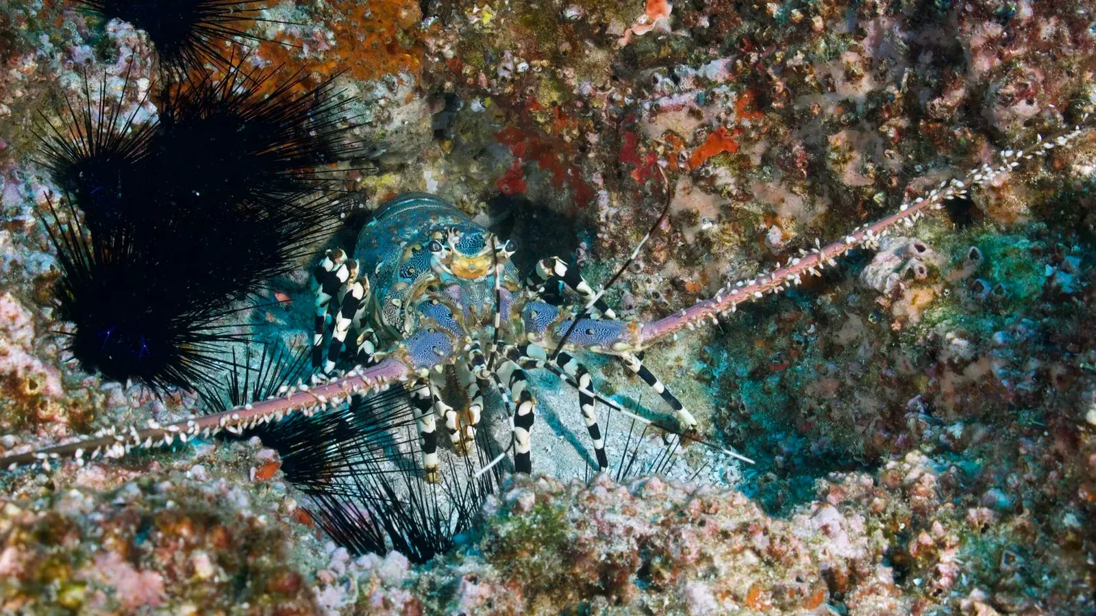 Мозамбик, январь 2024