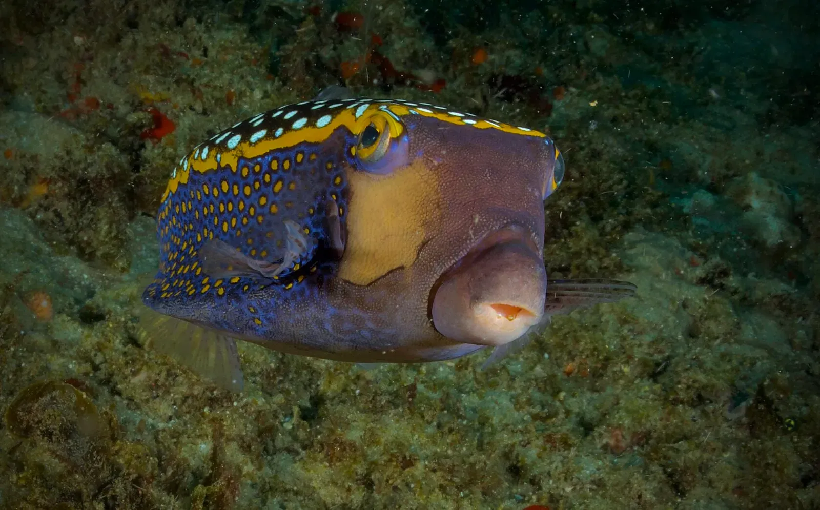 Мозамбик, январь 2024