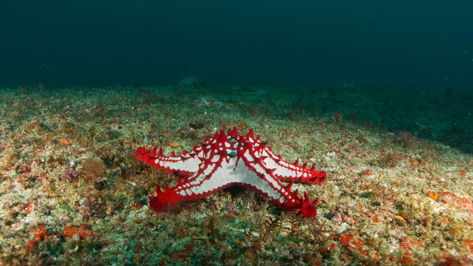 Мозамбик, январь 2024