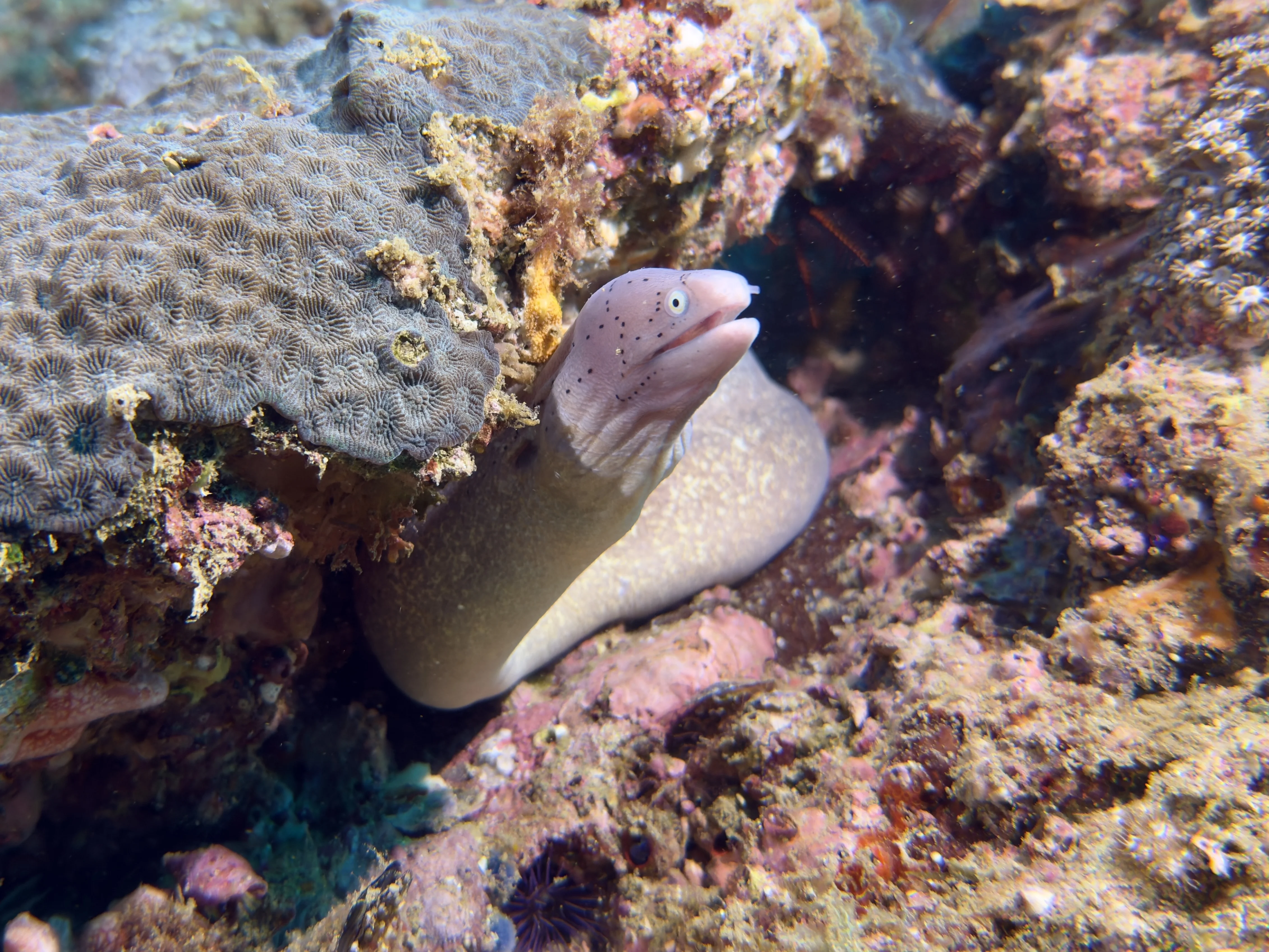 Мурена выглядывает из расщелины кораллового рифа