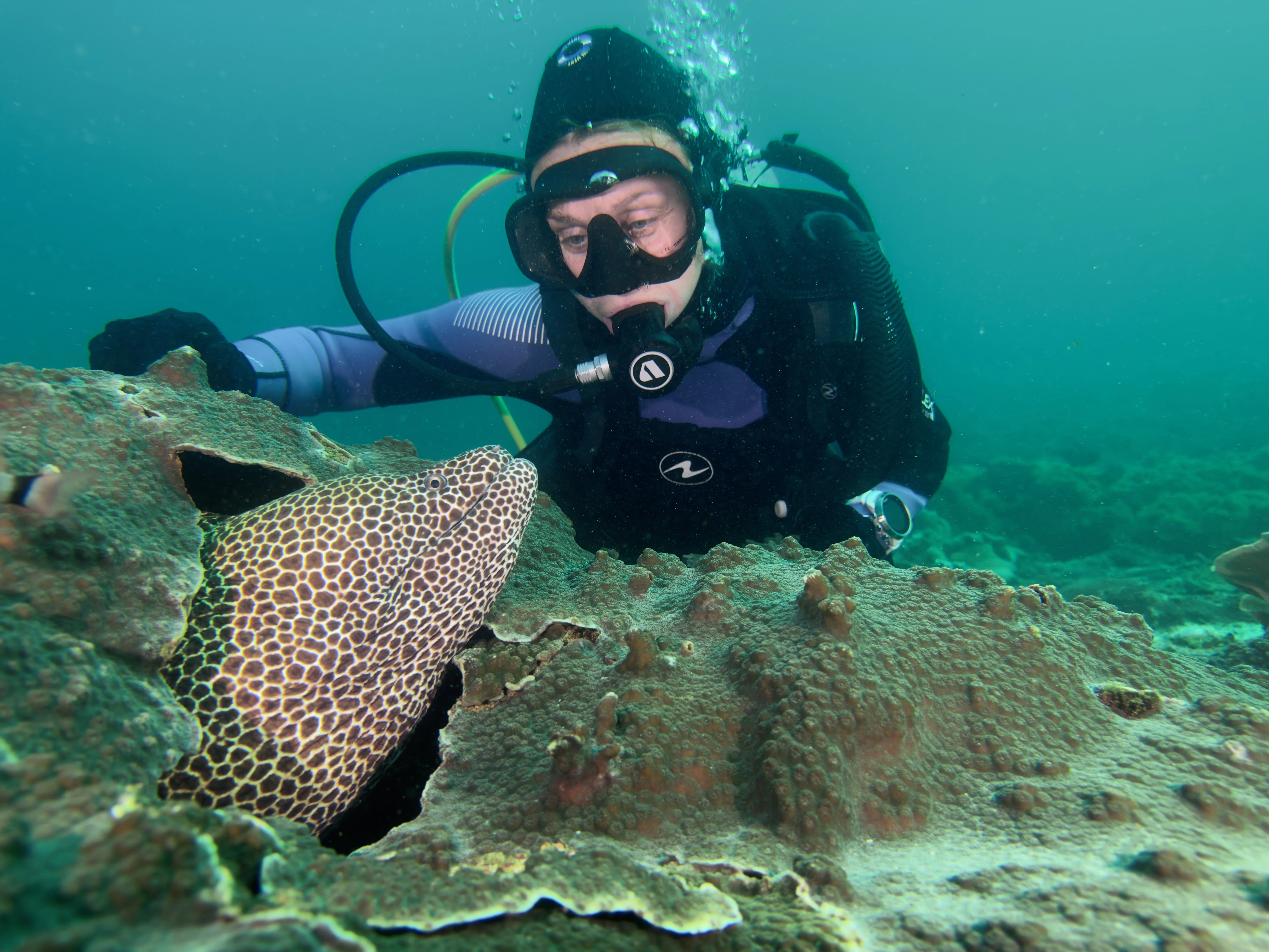 Дайвер с леопардовой муреной на рифе