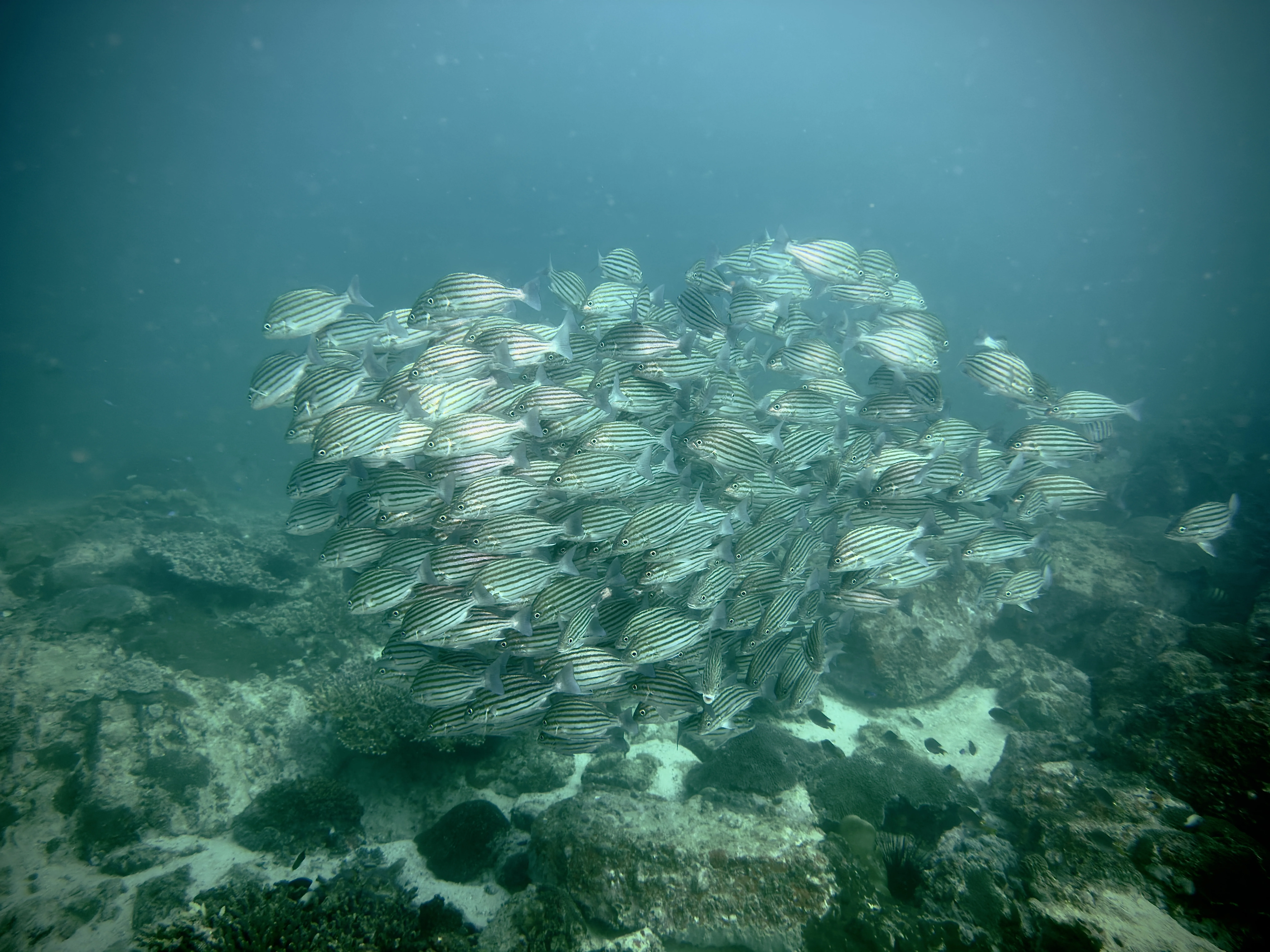 Стая полосатых рыб — плотный шар над рифом
