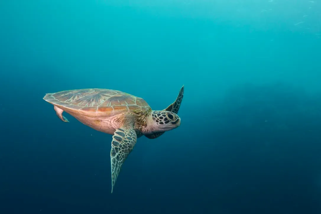 Палау, май 2025