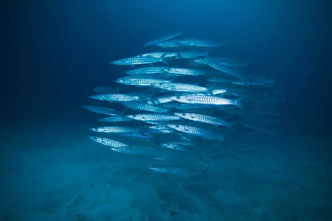 Палау, май 2025