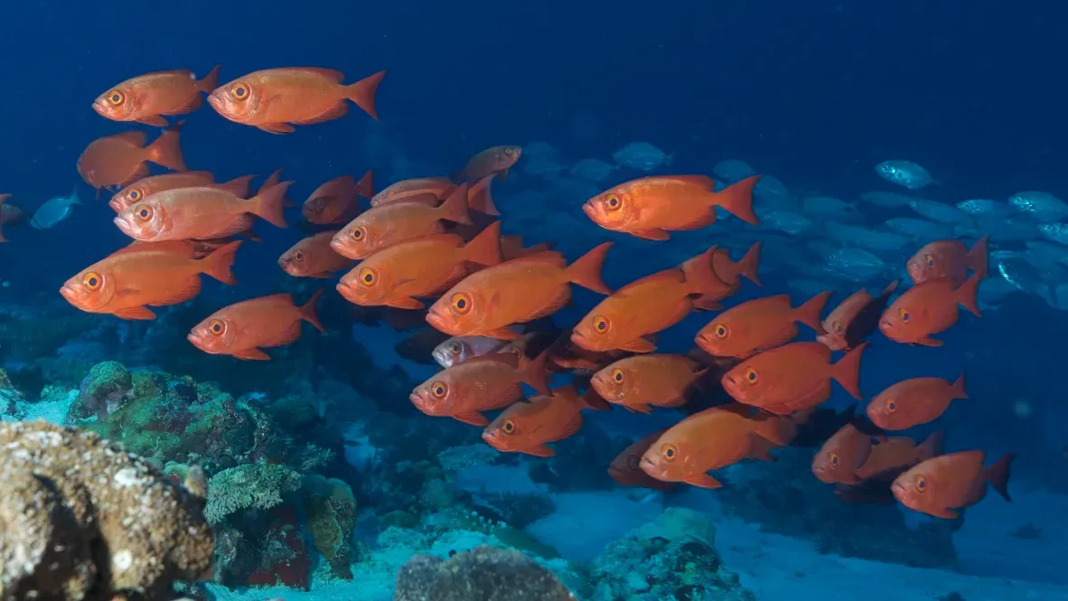 Палау, май 2025