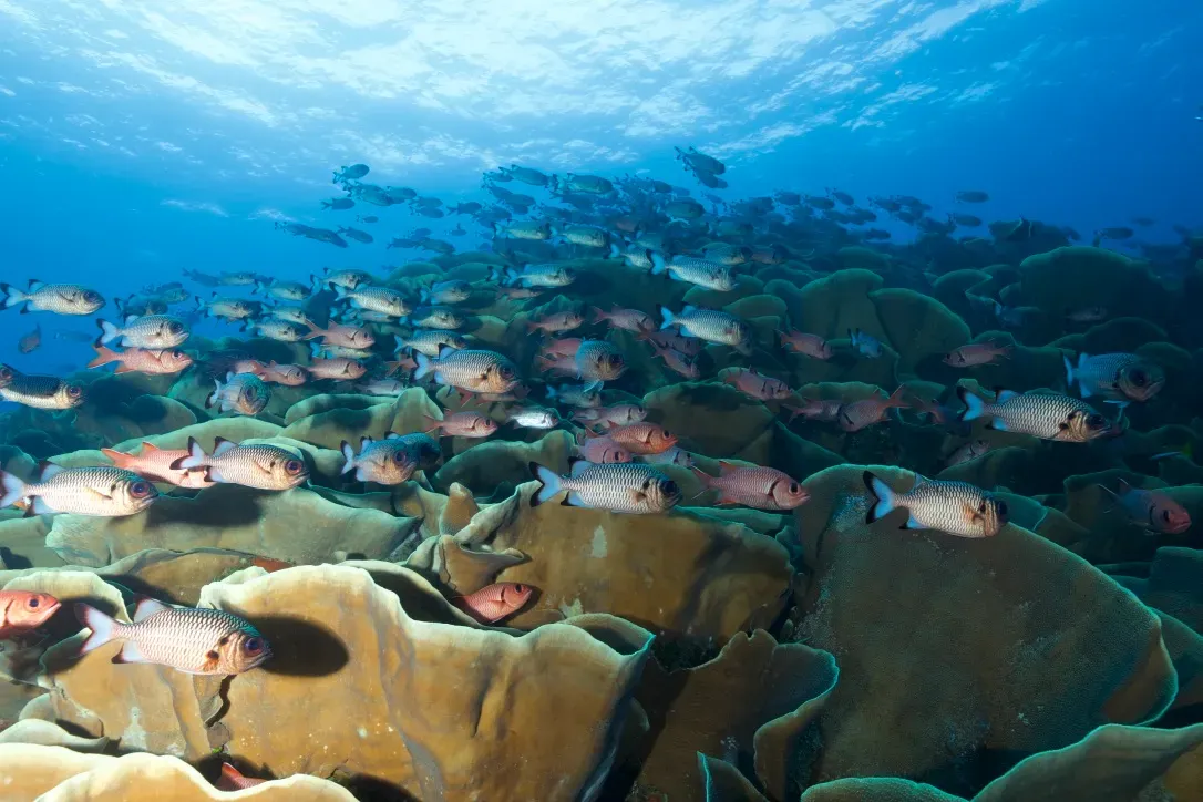 Палау, май 2025