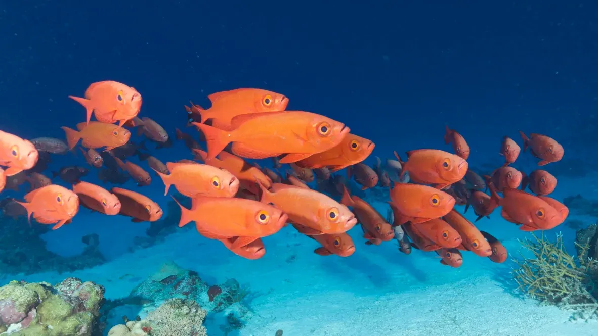 Палау, май 2025