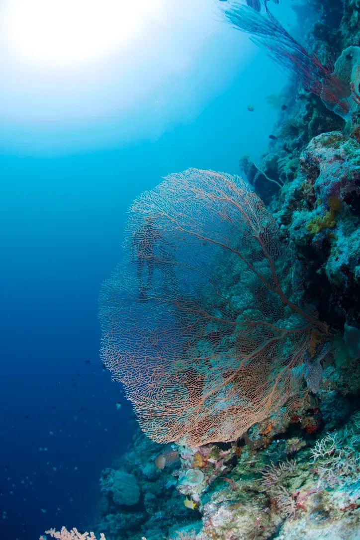 Палау, май 2025