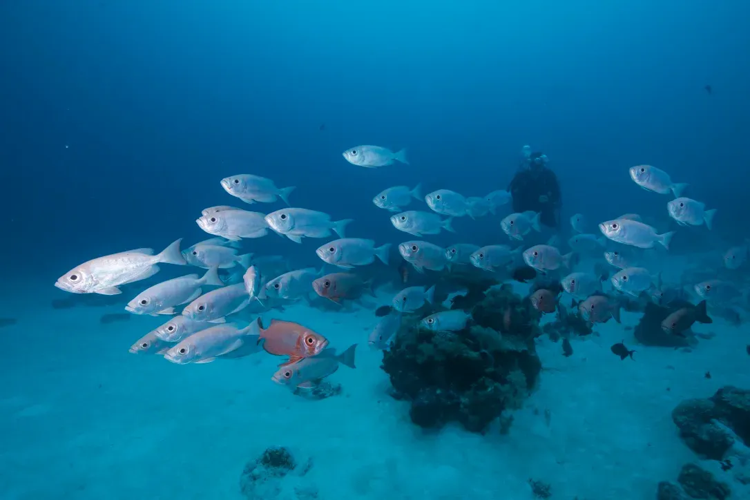 Палау, май 2025