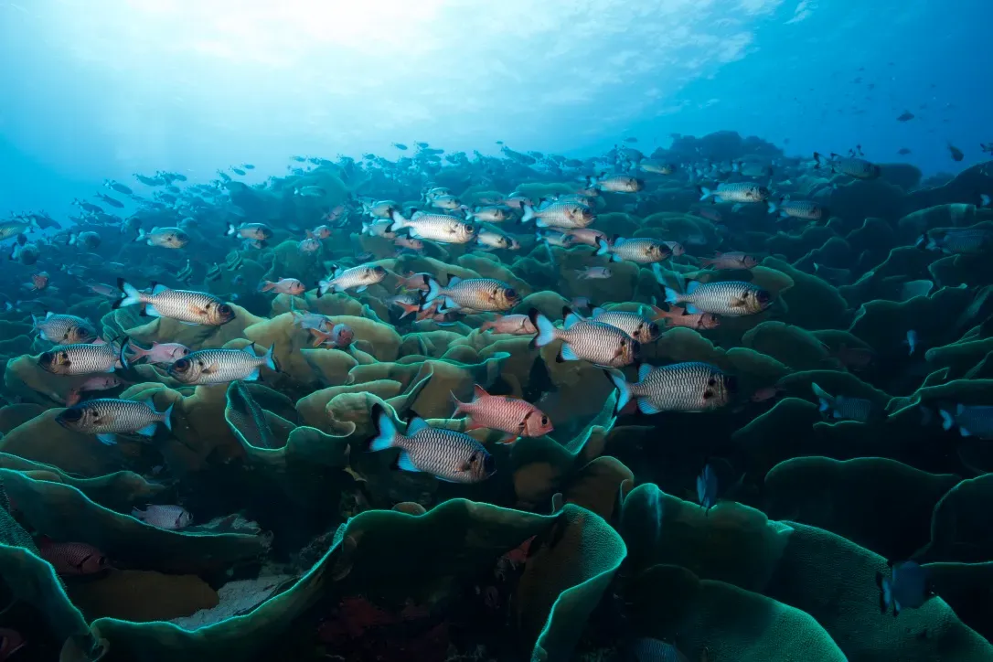 Палау, май 2025