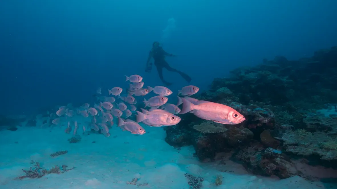 Палау, май 2025