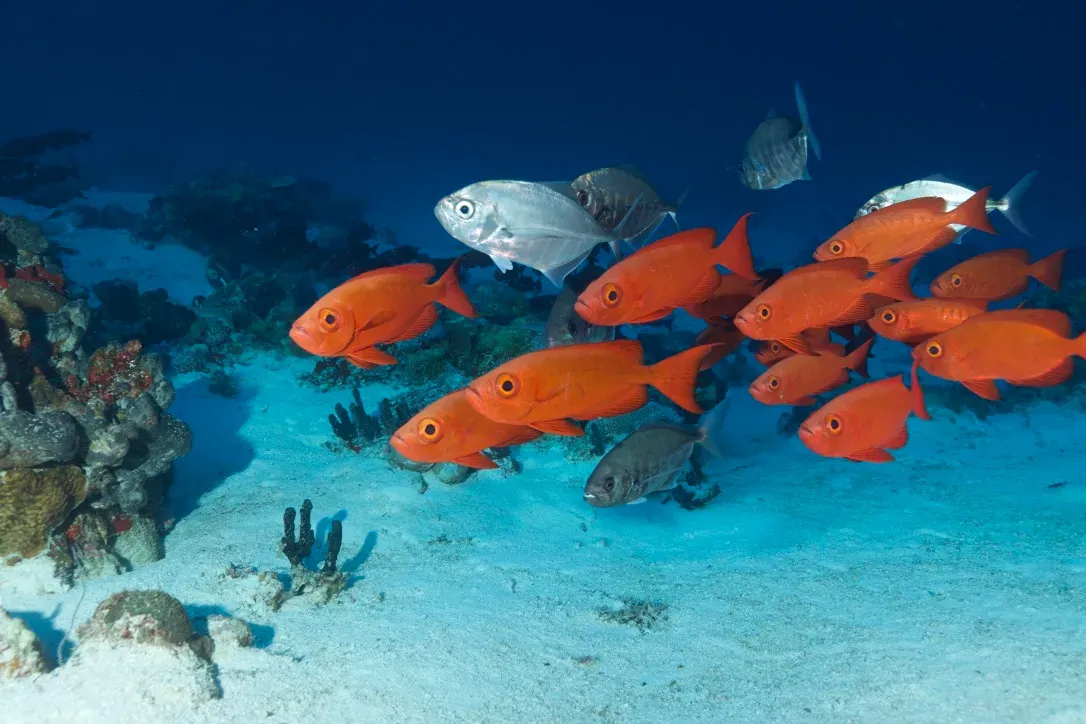 Палау, май 2025