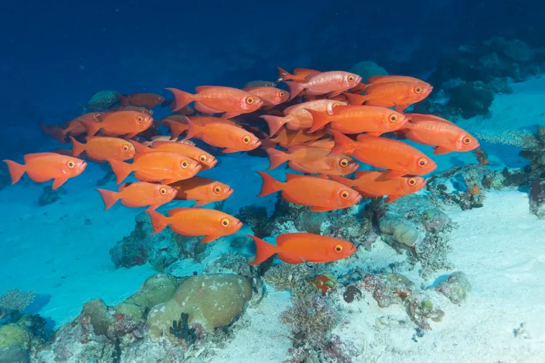 Палау, май 2025