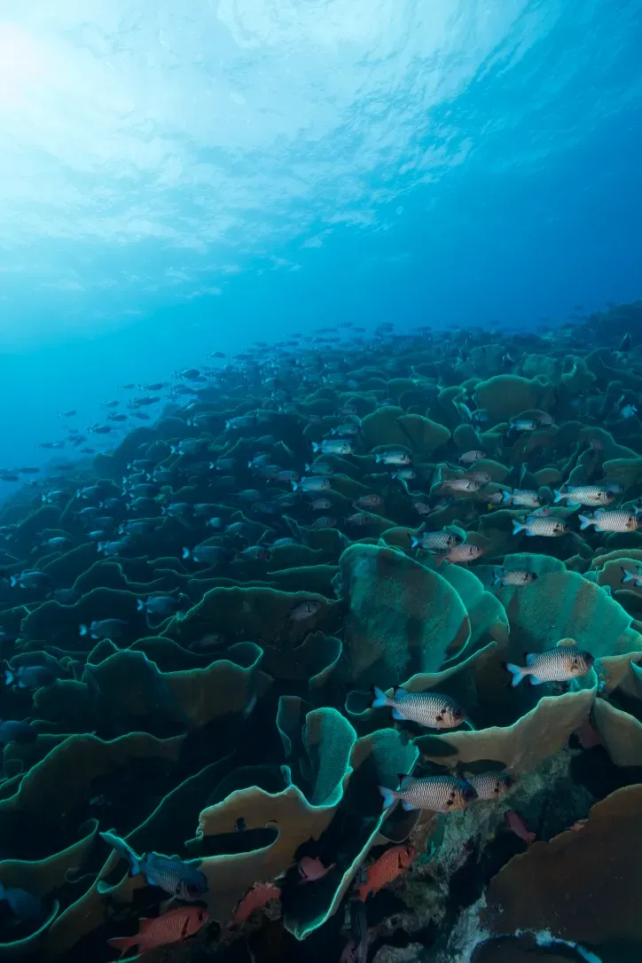 Палау, май 2025