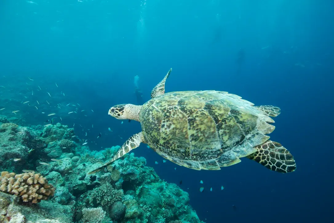 Палау, май 2025