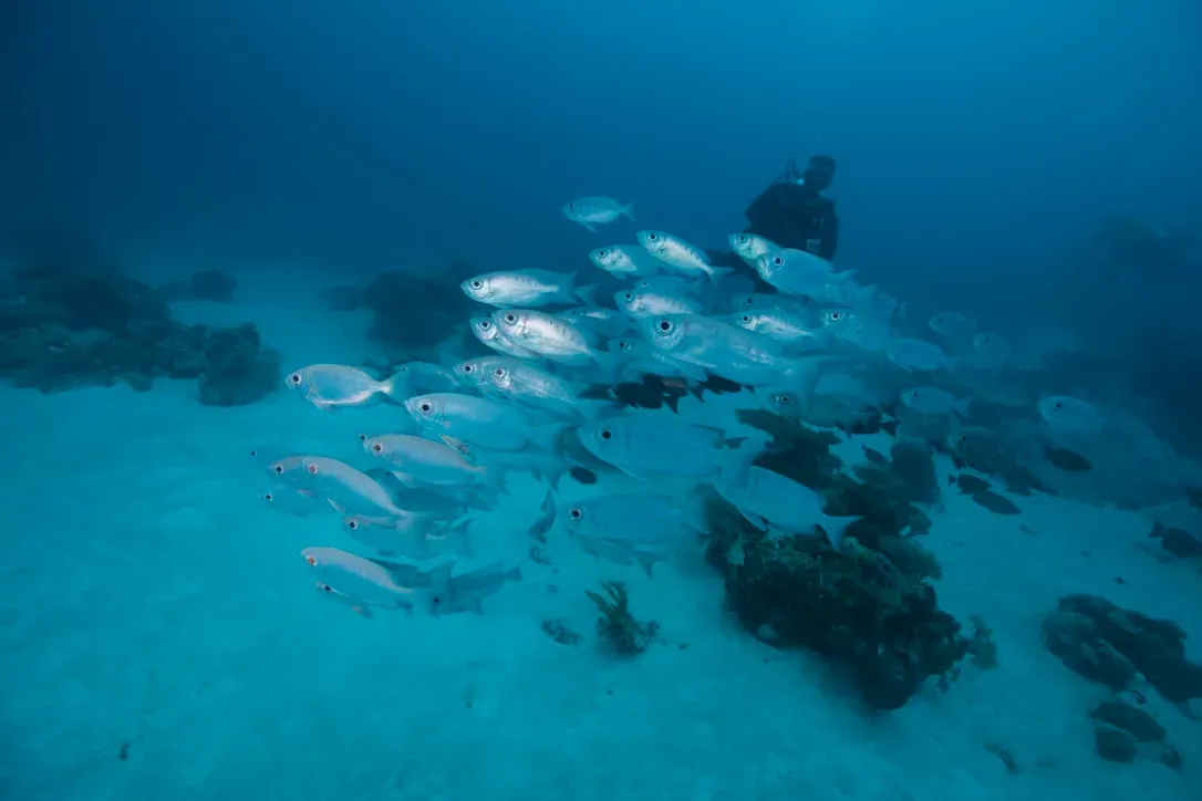 Палау, май 2025