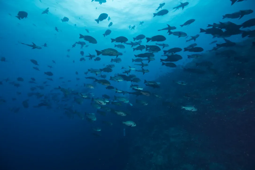 Палау, май 2025