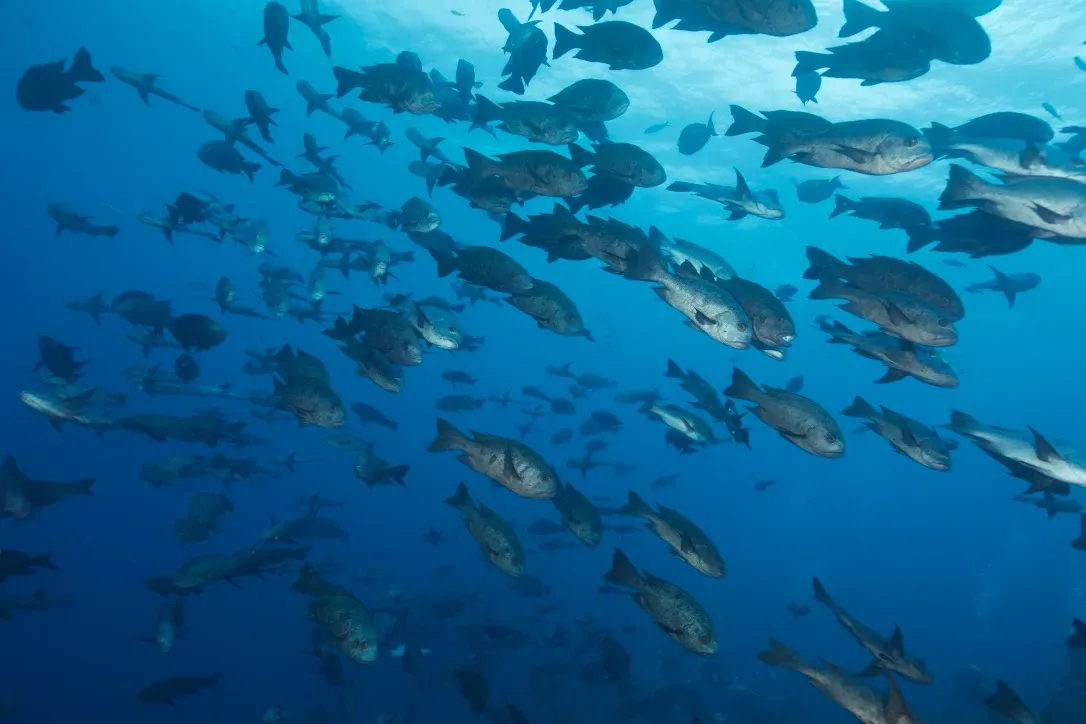 Палау, май 2025