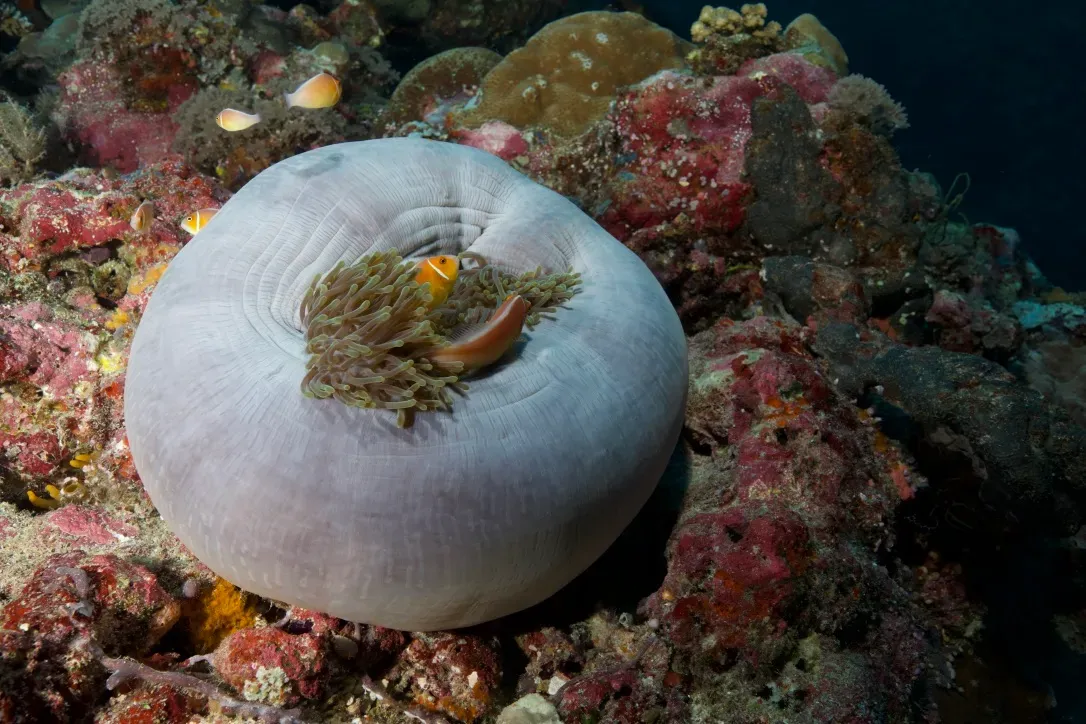 Палау, май 2025