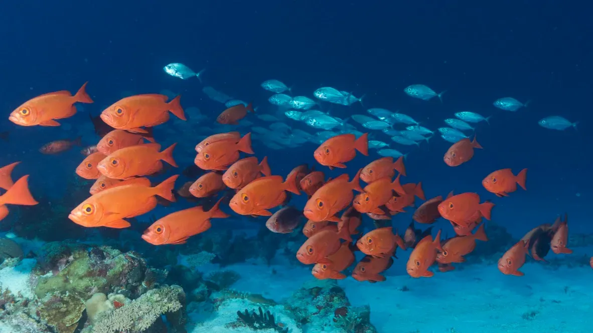 Палау, май 2025