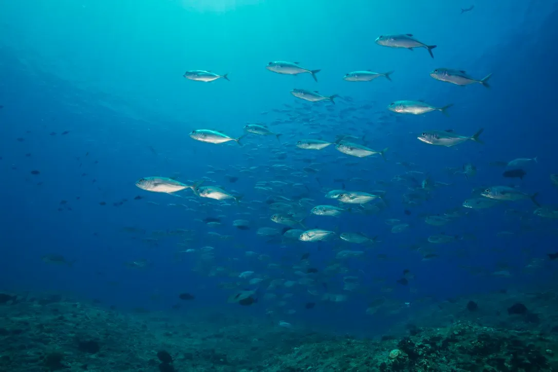 Палау, май 2025