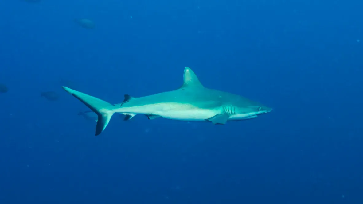 Палау, май 2025