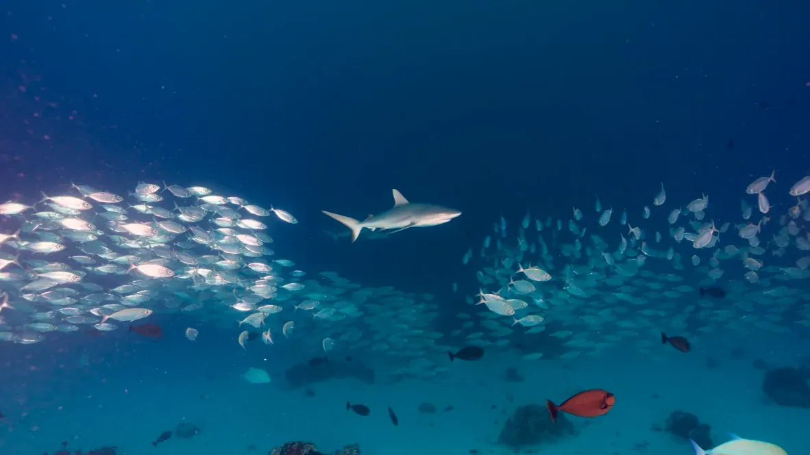 Палау, май 2025