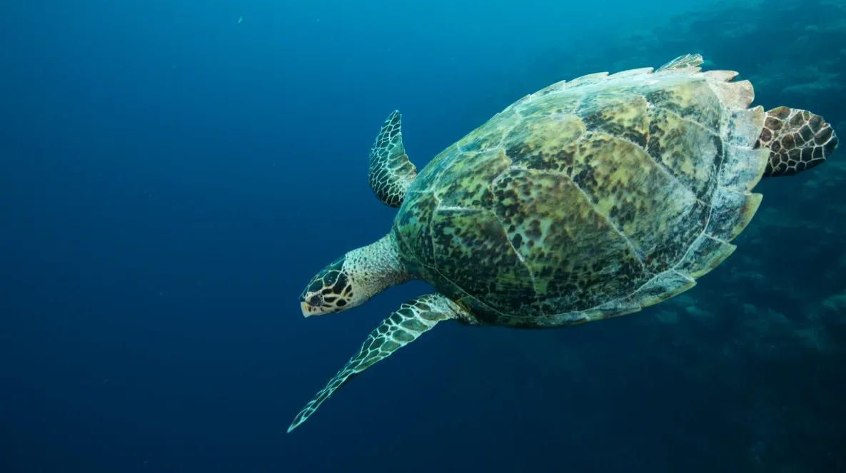 Палау, май 2025