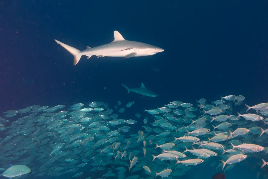 Палау, май 2025