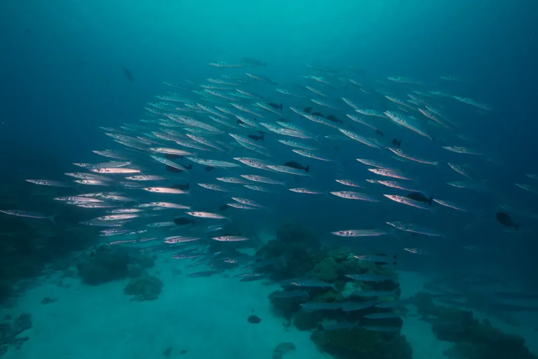 Палау, май 2025