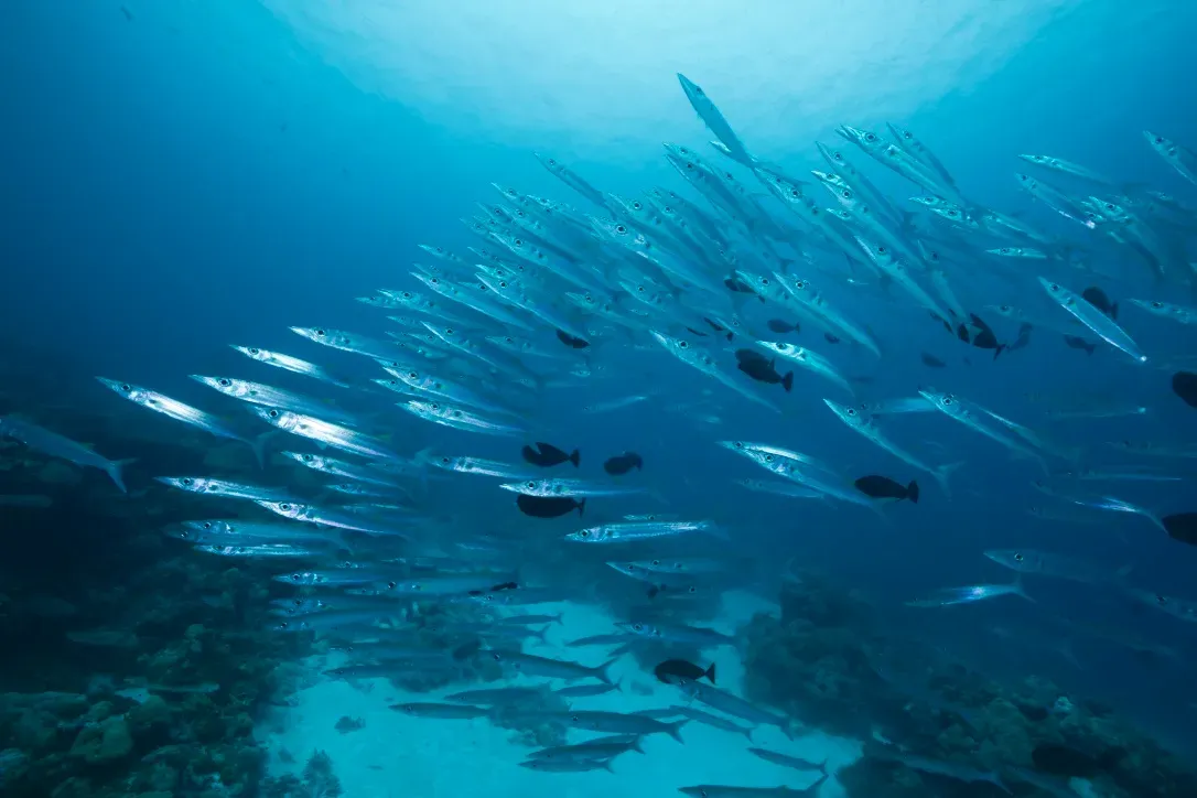 Палау, май 2025