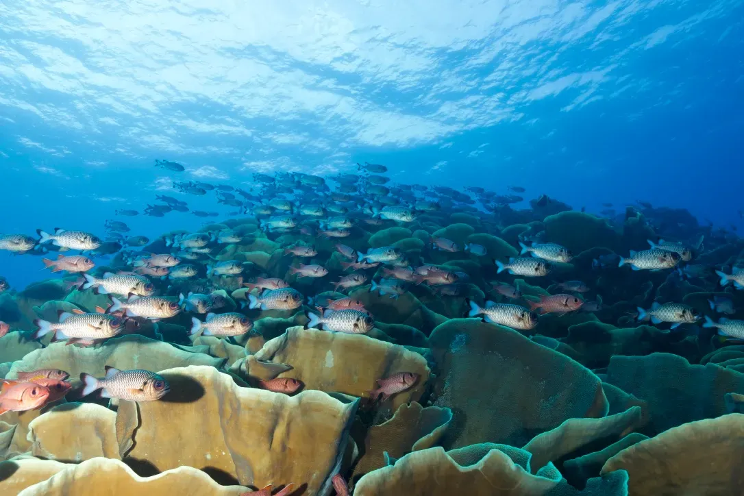 Палау, май 2025