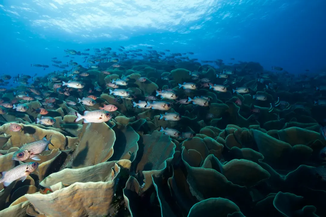 Палау, май 2025