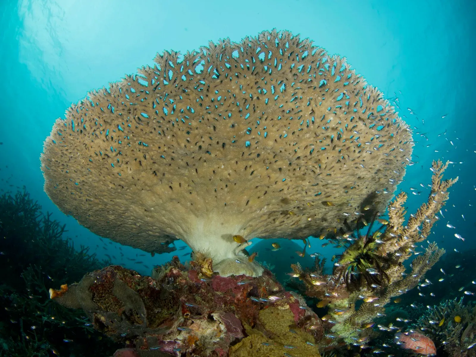 Папуа, январь 2023