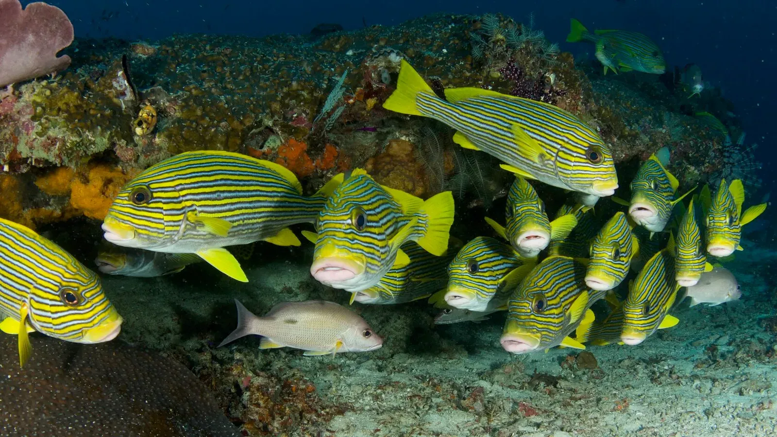 Папуа, январь 2023