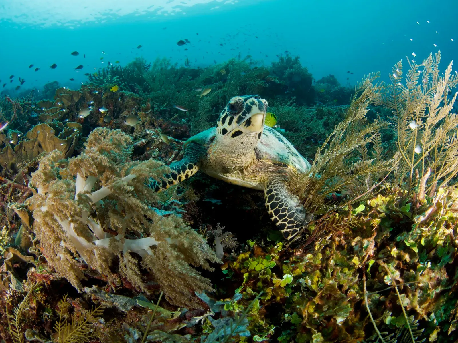 Папуа, январь 2023