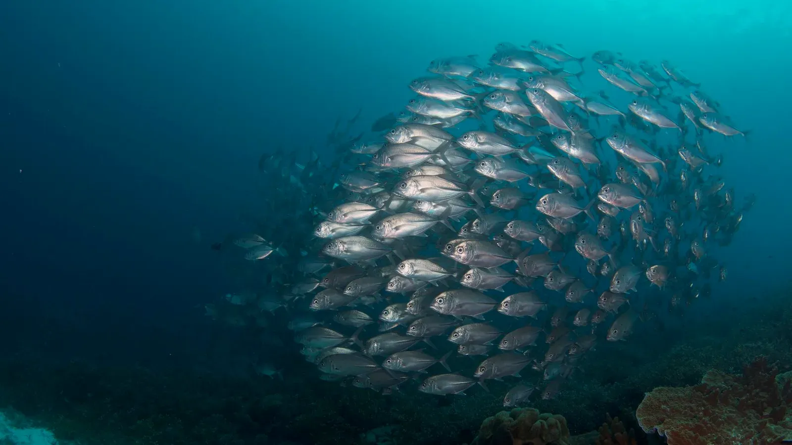 Папуа, январь 2023