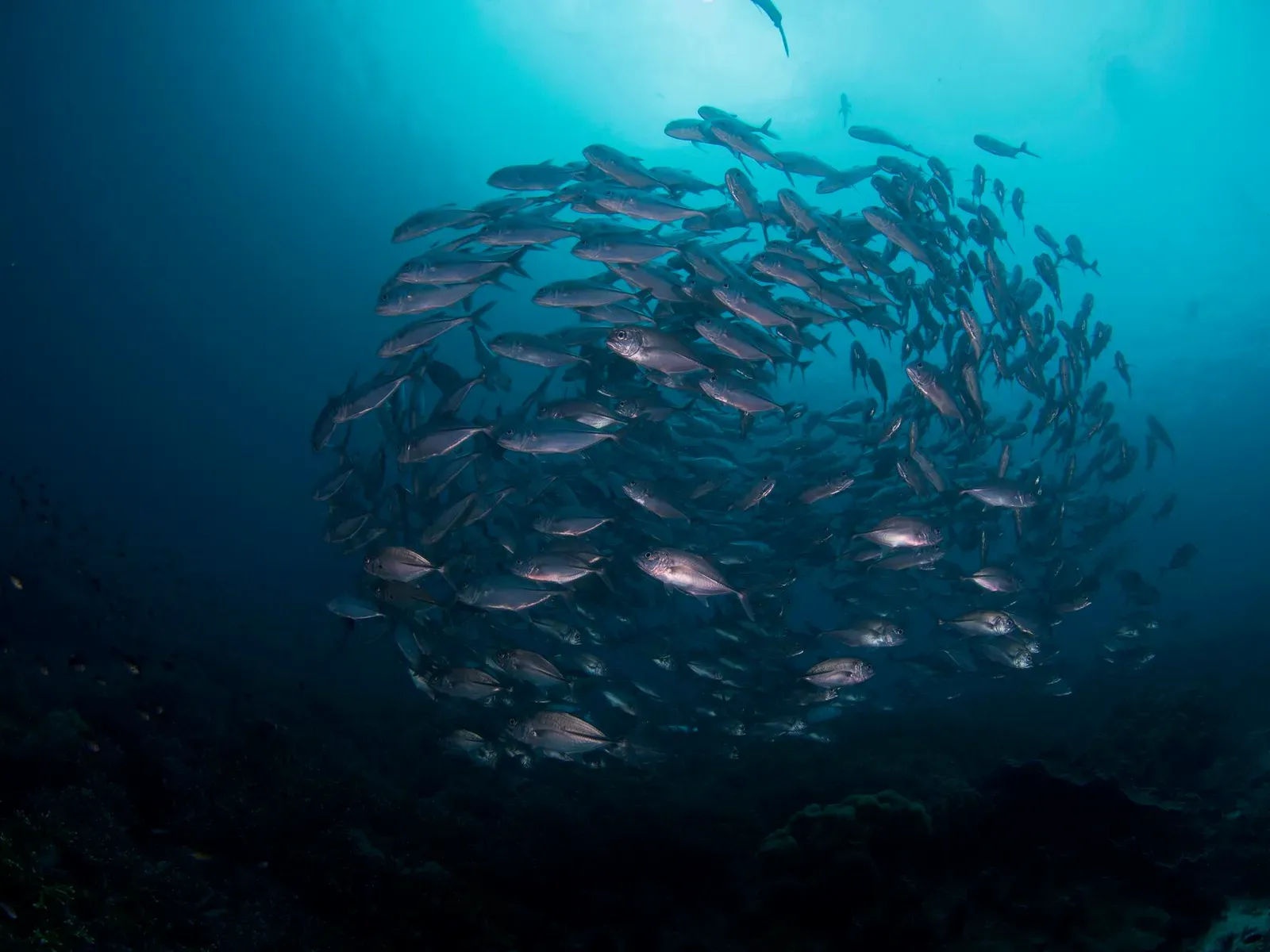 Папуа, январь 2023