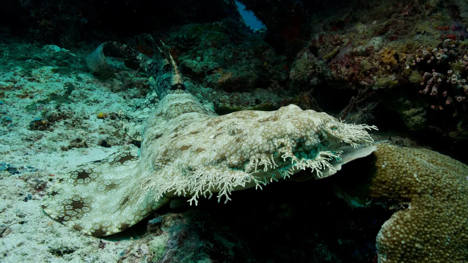 Папуа, январь 2023