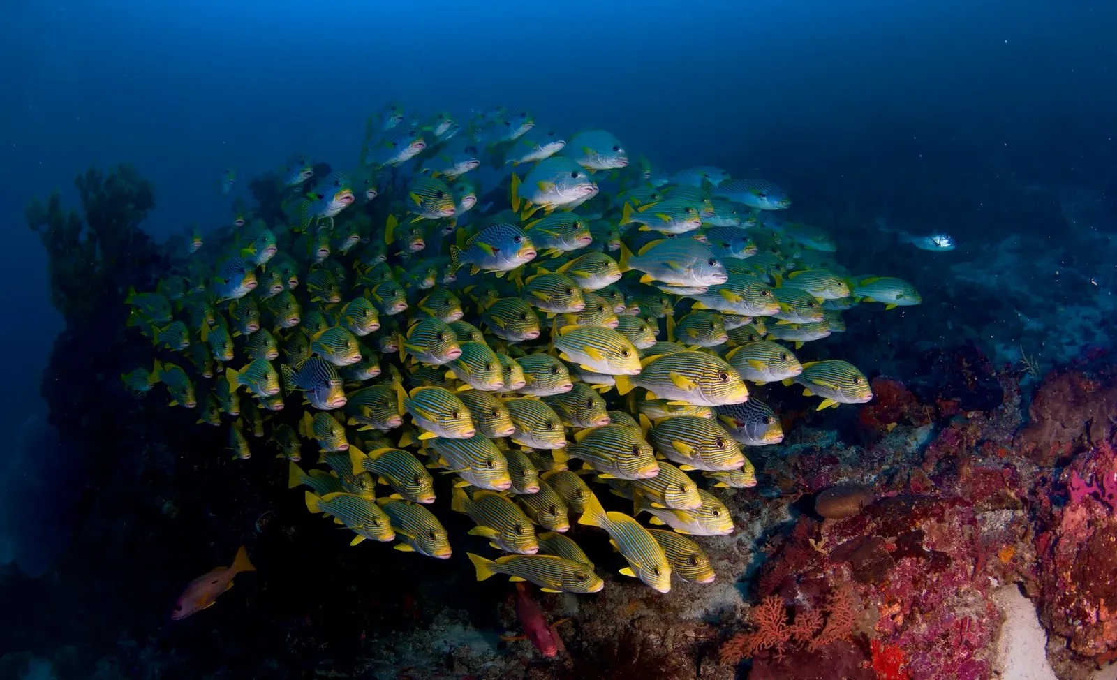 Папуа, январь 2023