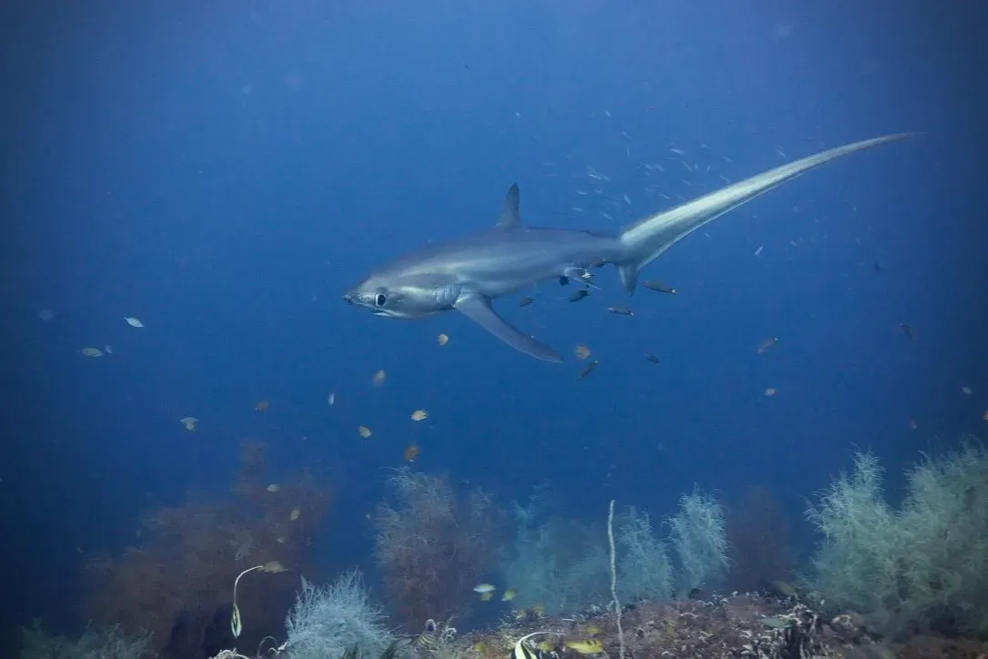 Филиппины, май 2025