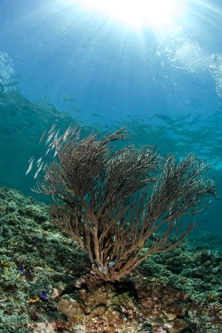 Филиппины, май 2025