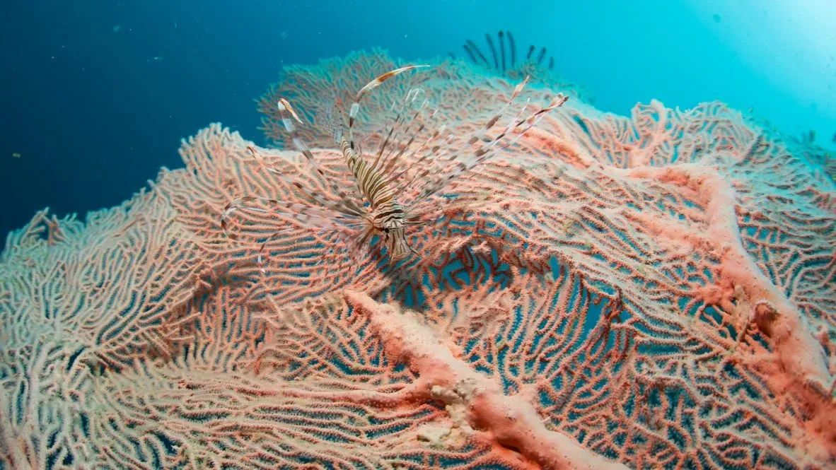 Филиппины, май 2025