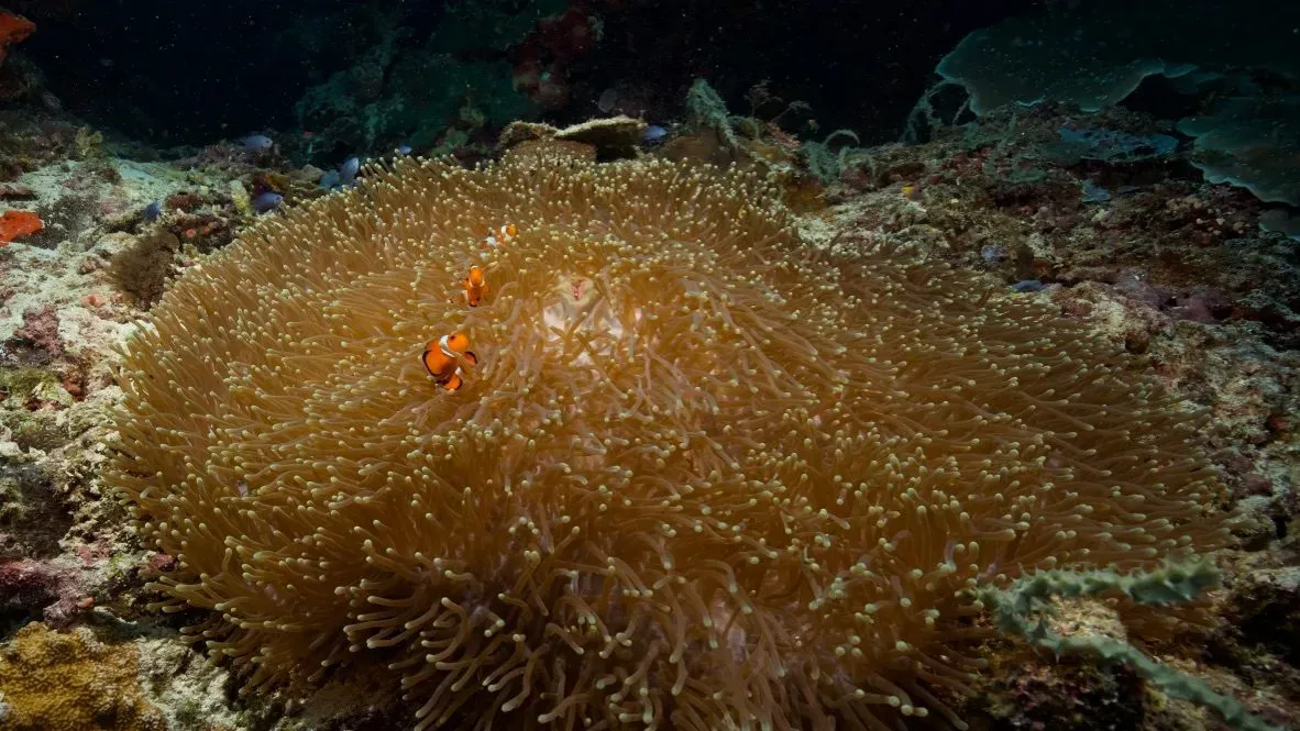 Филиппины, май 2025