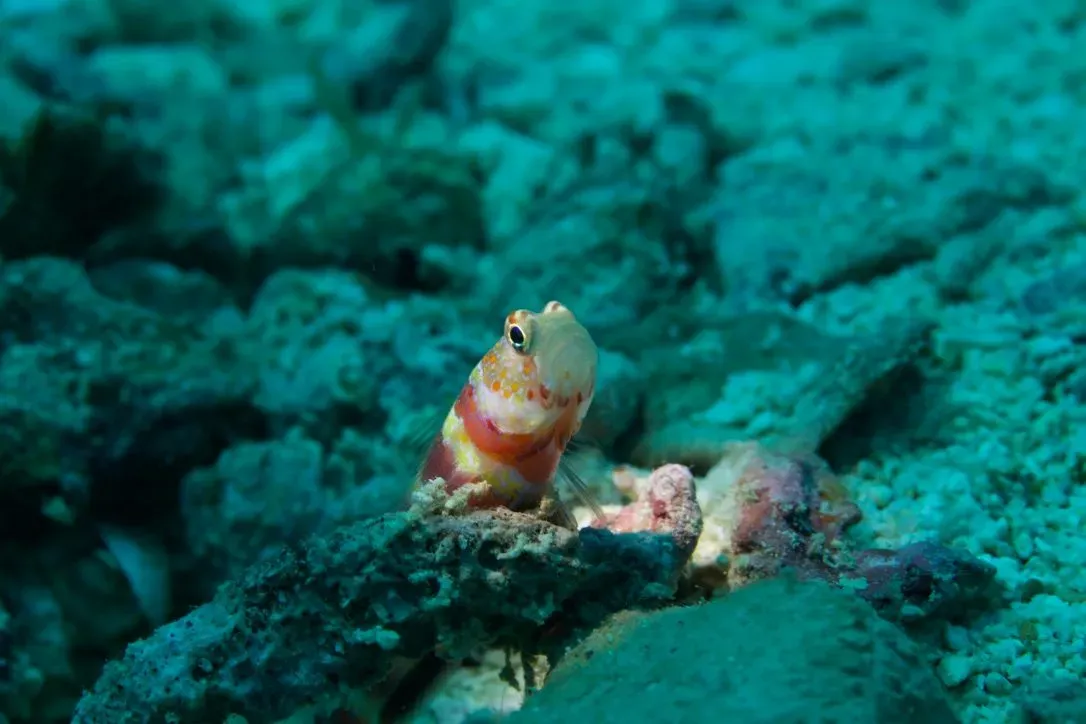 Филиппины, май 2025