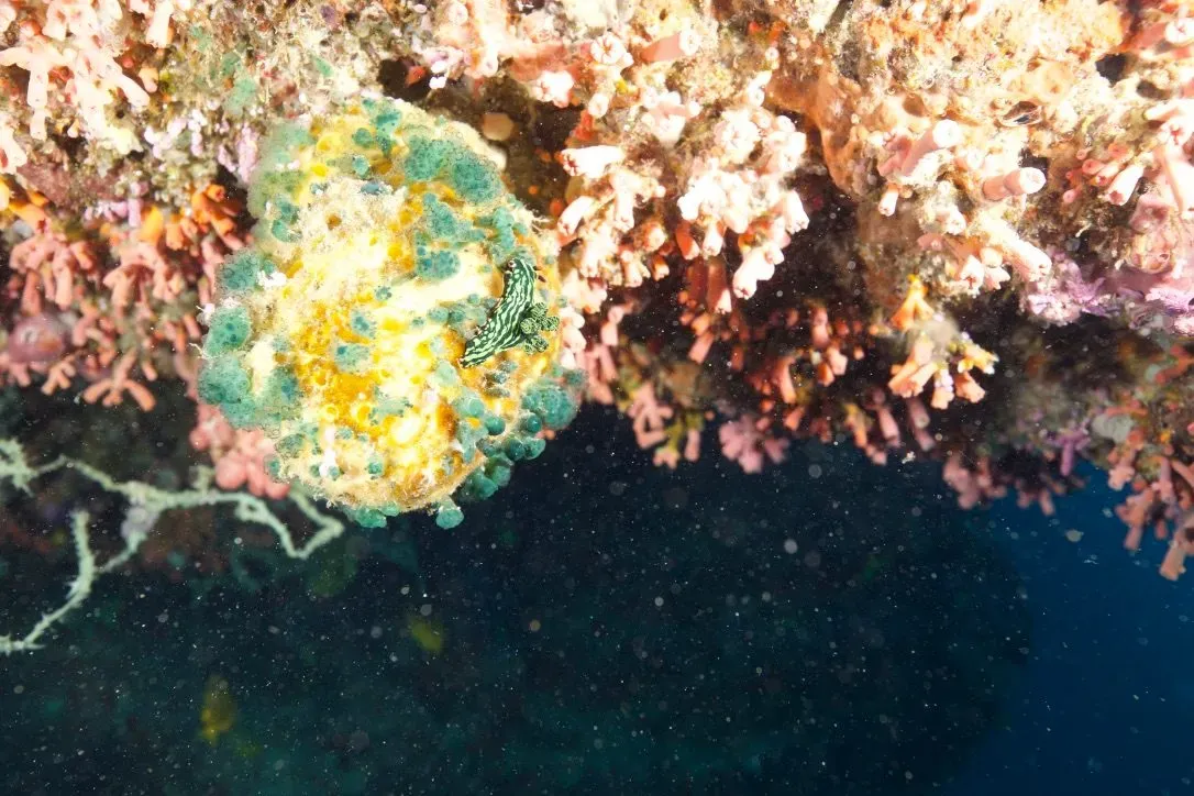 Филиппины, май 2025