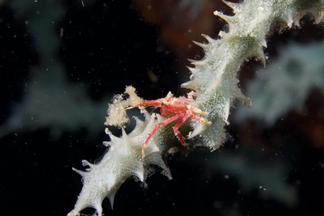 Филиппины, май 2025