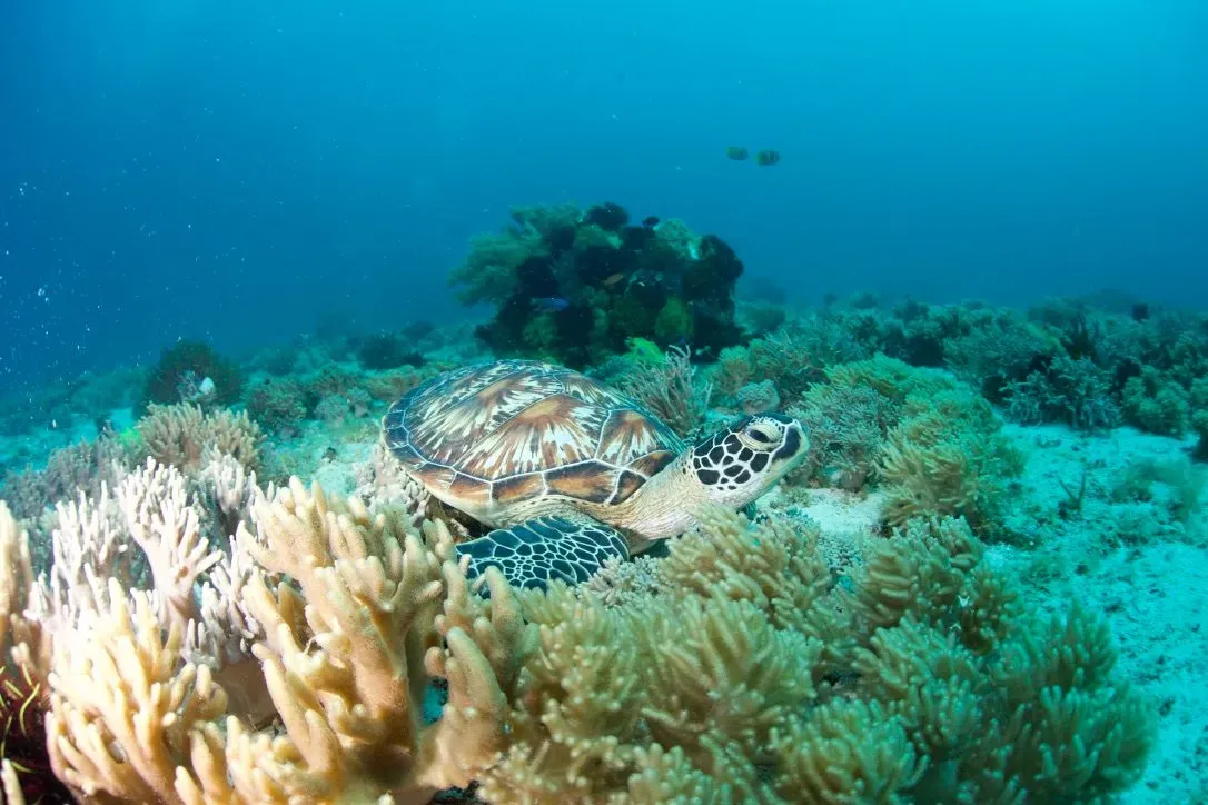 Филиппины, май 2025